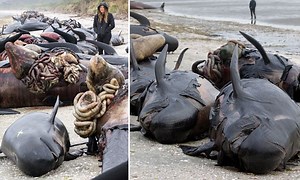 Rescuers attempt to refloat stranded whales in New Zealand