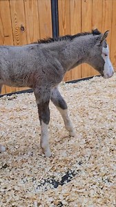 NEWBORN Black Gotta Gun COLT 💙 Out of Jewel's full sister Shining C Splash Star 🌟 WOWZA‼️ #shiningcgrullahorses #bredandraised #thebrandofqualitywithcolor #AQHA #APHA #splashwhite #grulla #foal #colt #blueeyes #BlackGottaGun #ItalianStallion 🇮🇹 | Shining C Grulla Horses