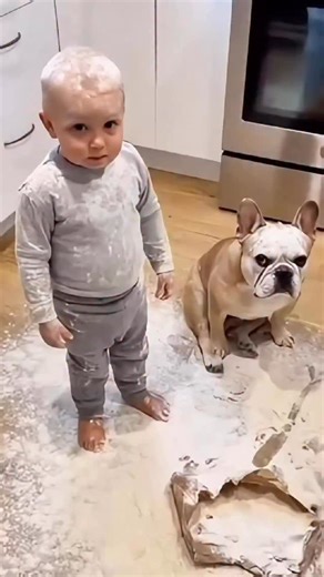 Αγησίλαος Τσάμπηρας on Instagram: "French Bulldog – Δεν ζητά χώρο. Ζητά παρουσία. 🐾 Δεν είναι σκύλος για ένταση ή υπερβολές. Είναι κοινωνικός, ευαίσθητος και δεμένος με τον άνθρωπό του. Παρατηρεί, νιώθει και συνδέεται βαθιά. Θέλει να είναι δίπλα σου — όχι μπροστά σου. Το Γαλλικό Μπουλντόγκ δεν εκπαιδεύεται με πίεση. Συνεργάζεται όταν υπάρχει συνέπεια, ηρεμία και ξεκάθαρα όρια. Δεν χρειάζεται φωνές. Χρειάζεται καθοδήγηση. Αν θέλεις να το εκπαιδεύσουμε σωστά και ισορροπημένα, στείλε μου μήνυμα. #