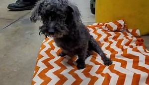 1.2K views · 72 reactions | Van Nuys, CA ~ Animal ID #A2067246 City...