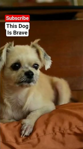 Dog Save Owner From Amonia #rescuedog #pets #amonia