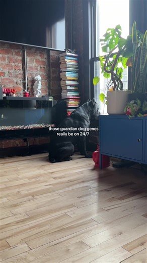 ancient roman war dogs always on guard