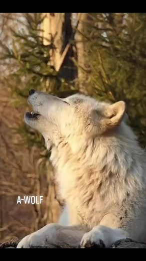 صوت الذئب وعواءه: استمع إلى أنين البرية