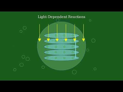 What are Autotrophs (Animated Explainer)