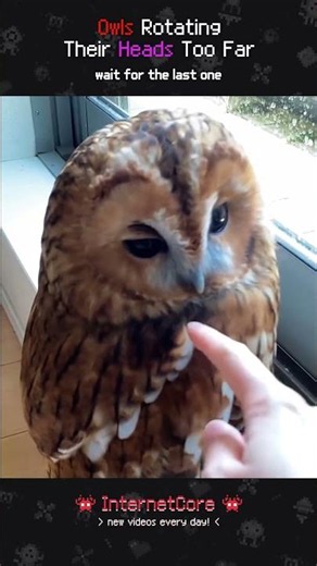 Owls Rotating Their Heads Too Far 🦉🔄 #owls #funnyanimals #birds #internetcore
