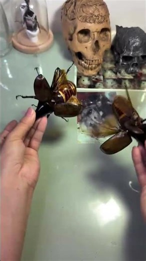 Rare Hercules Beetle Close-Up | Nature’s Strongest Insect #nature #beetle #wildlife #bugs