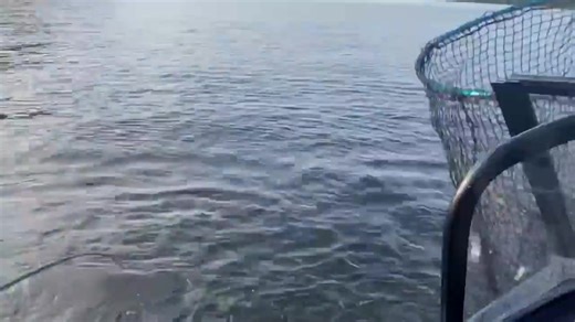 A young angler setting his personal-best bar HARD to beat! With Danny Herbeck at Andy Myers Lodge. Let's share this one to muskie anglers everywhere. | Andy Myers Lodge