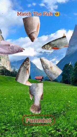 Match The 👉Fish👈 #reels #viral #challenge #trendingreel #Amazing #fish | FunMint