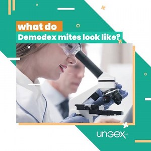 ✅ what do Demodex mites look like? . -They are invisible to the eye...