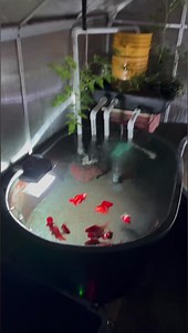 My greenhouse stock tank system! Starring BUBBA! #fish #goldfish #ranchu #aquarium #fishtank #betta #koi #pond #aquascape #goldfishunion #pet #animal #aquariumhobby #carp #freshwater #plants #fishes | Luke’s Goldies