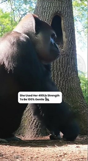 Female Gorilla GENTLY Rescues Fallen Baby Bird and Puts it Back in Nest | INCREDIBLE Moment