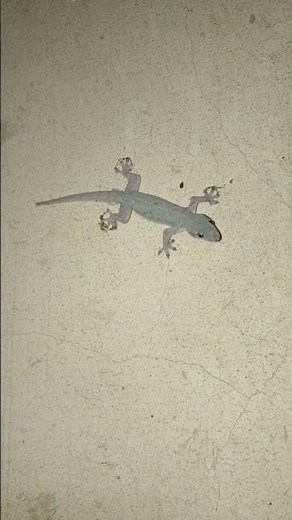 Asian House Gecko Sound Original Ep.182 #short #shortvideo #animals #animation #animal