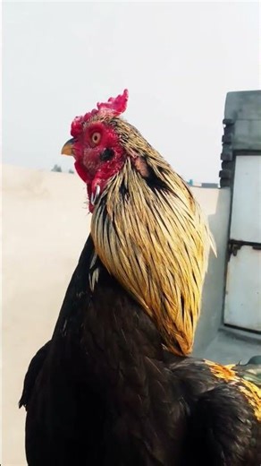 Macho Man 💪💯 #aseelmurga #javaaseel #rooster #viralshort