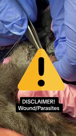 TW: wound/parasites. Cuterebra (botfly larvae) Removal!🐇🪰 #fyp #vetmed #rvt #veterinary #veterinarian #veterinarian #botfly #cuterebera #rabbit