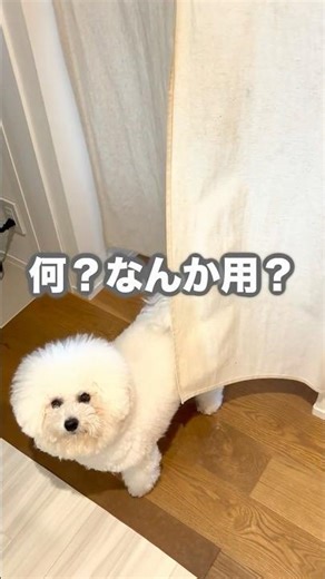 脱衣室は最高だ！ #ビションフリーゼ #おもしろ #犬のいる生活 #アフレコ #いぬ #ペット #犬