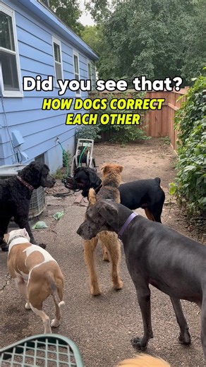 How do dogs correct each other? #dogtraining #dogbehavior #dogplay