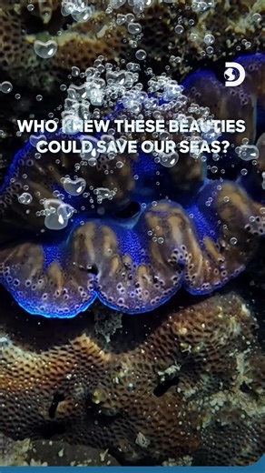 30,000 clams and counting! 🐚🌊​ ​ The University of the Philippines Marine Science Institute (UPMSI) is rebuilding reefs, one giant clam at a time.​ If the ocean can make a comeback, what’s stopping us?​ #DiscoverySEA #DiscoveryChannel #Discovery #Clams #Philippines #OceanLove #Sea | Discovery Channel Southeast Asia