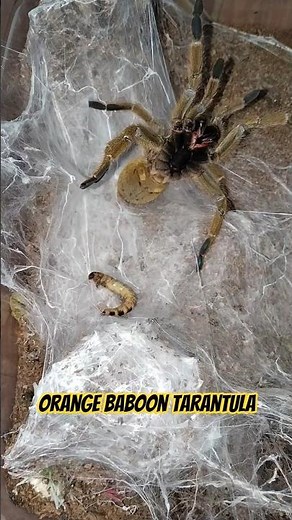 "🔥WoW Threat Pose Activated🔥! Feeding My Angry OBT😈 Tarantula" #tarantula #spider #arachnid