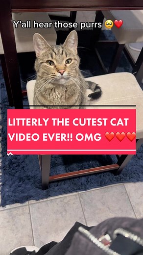Adorable Cat Reaches Paw Out | Heartwarming Cat Video