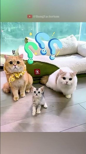 She found a mystery cat at home #animals #Funny #funnyanimals #love #cute #pets #cat