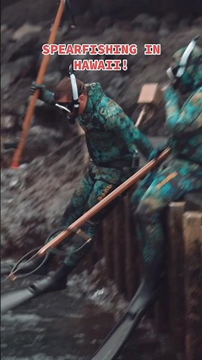 Spearfishing in Hilo Hawaii using Riffe spearguns and wetsuits! #freedive #spearfishing #fishing