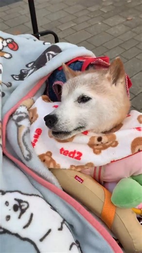 エンとちぃ🐕🐈 | ⁡ 歩けなくても旅行には沢山行った👍 ⁡ 大注目浴びながら🥶 そりゃこのスタイルは目立つよね😅 ⁡ 振り返って覗き込まれて えっえ？犬か‼︎なんてね😅 赤ちゃんかと思ったよって🤭 ⁡ ワンコレストランだって ワンコ飼いの方もみんなジロジロ😅 あんまり見られるし... | Instagram