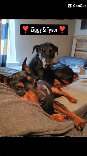 Doberman and a min pin. Subscribe! #doberman #minipinscher #dog