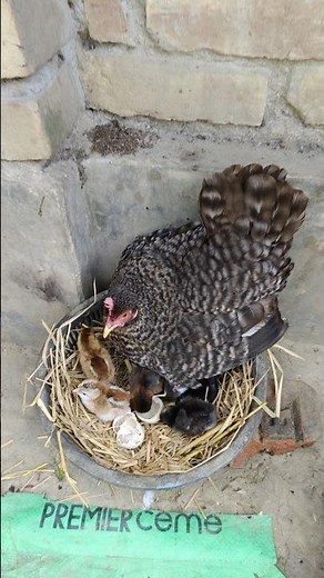 Backyard Chickens 🐔 | Broody Hen Hatching Eggs Naturally at Home 🥚🐣
