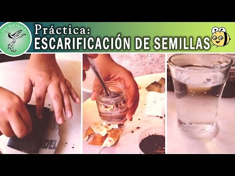 Práctica: Escarificación de semillas