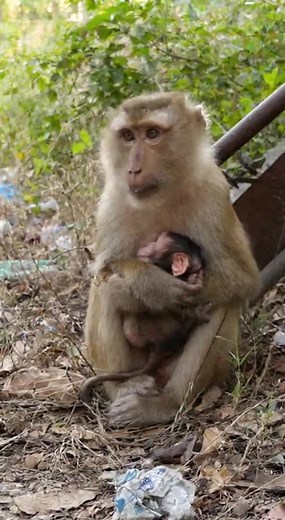 7.8K views · 194 reactions | Try to rescue poor abandoned mama monkey and her newborn | Monkeys Rescue | Facebook