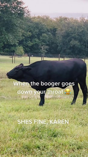 Funny Cow Moments: Booger Picking and Coughing