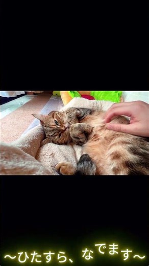 うちの猫(ルルくん) #shorts #可愛い #猫のいる暮らし #猫のいる生活 #cat #猫 #癒し#なでなで#かわいい