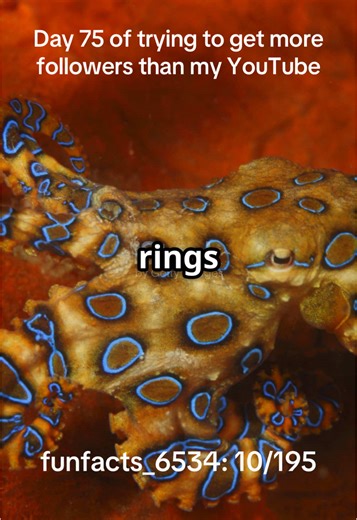 Blue-ringed octopuses may be tiny, but their glowing blue rings warn of a venom more powerful than cyanide! 🐙💀 #BlueRingedOctopus #TinyTerror #NatureIsWild #fyp