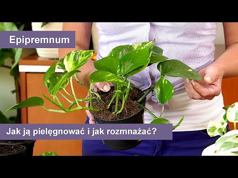 Epipremnum - Jak pielęgnować i jak łatwo rozmnożyć? Domowe rośliny doniczkowe