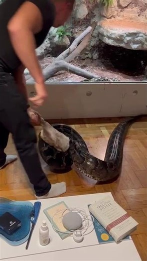 Tigerpython frisst #snake #fyp #viral