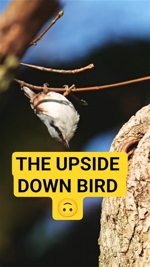 The Upside-Down Life of This Incredible Bird 🙃 #SlowMotion #shorts