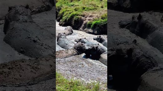 Glorious Mud Bath! African Wildlife Shows Its Power
