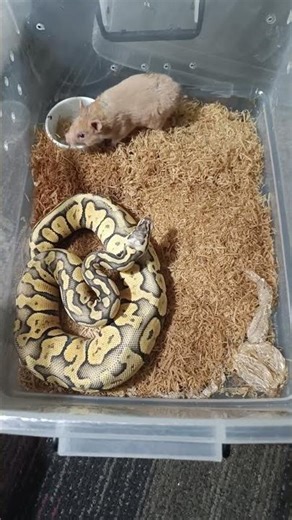 Superfly Orange Dream Chocolate Ball Python | Playing With Her Food Before Eating