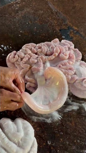 How to Clean Pig Intestines Properly | Step by Step (Part1) #pigintestine #cleaning #butcherskills