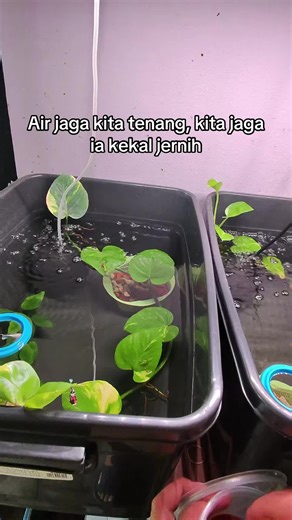 Caring for Redhead Molly Fish: Tips for Breeders