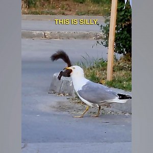 Here's me commentary on a greedy seagull | Ozzy Man Reviews