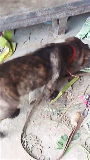 new foundland dog 🐶