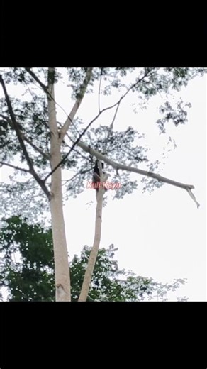 the process of felling tall trees manually