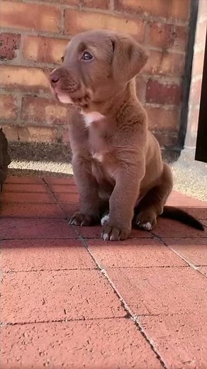 Cute Labrador Pup crying goes viral (110m Views on Tiktok) #Shorts