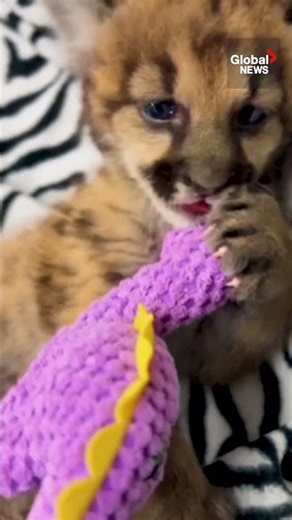 Mountain lion cub with missing toes captures hearts at Oakland Zoo