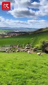 Sheep dogs are known for their high intelligence. Let's take a look at how shepherds use them to herd (驱赶 qūgǎn) sheep. #fun | Learn Chinese