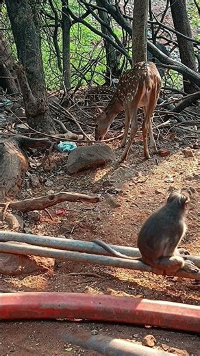 #tirumalatirupati #tirupathivlog #omnamovenkateshaya #omnamonarayanaya 🙏🙏🙏