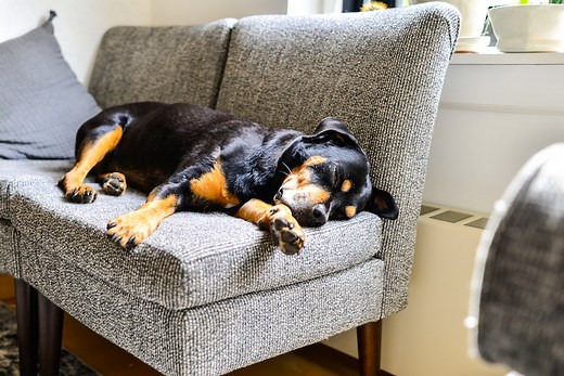 Why Do Dogs Twitch in Their Sleep?