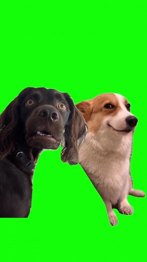 Green Screen Confused and Smiling Dogs Meme #greenscreen #greenscreenvideo #dogmeme #dogmemes #dog