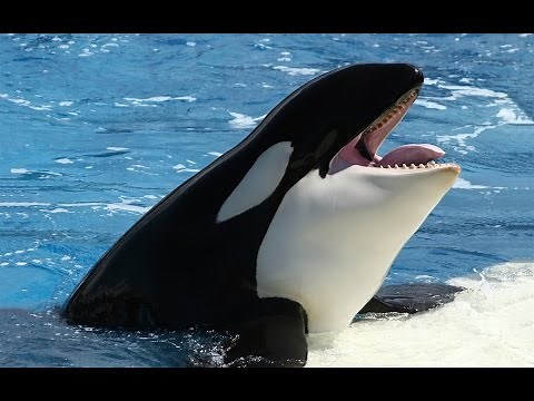 Orcas: Killers or Victims? (Dubbed) - Discovery Channel Documentary